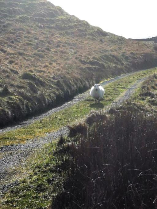 Zipworld Waterfalls Eryri Dogs Welcome 3 Bed Sleeps 5 Blaenau Ffestiniog Bagian luar foto